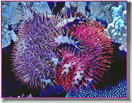When two crown of thorns starfish join arms to feed, they can eat 30% more coral than they can by themselves.