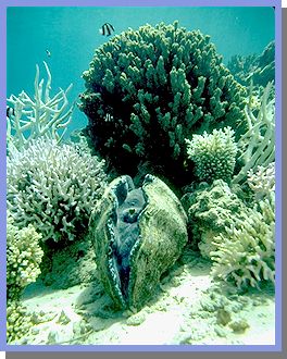Giant clam jpg 36kb